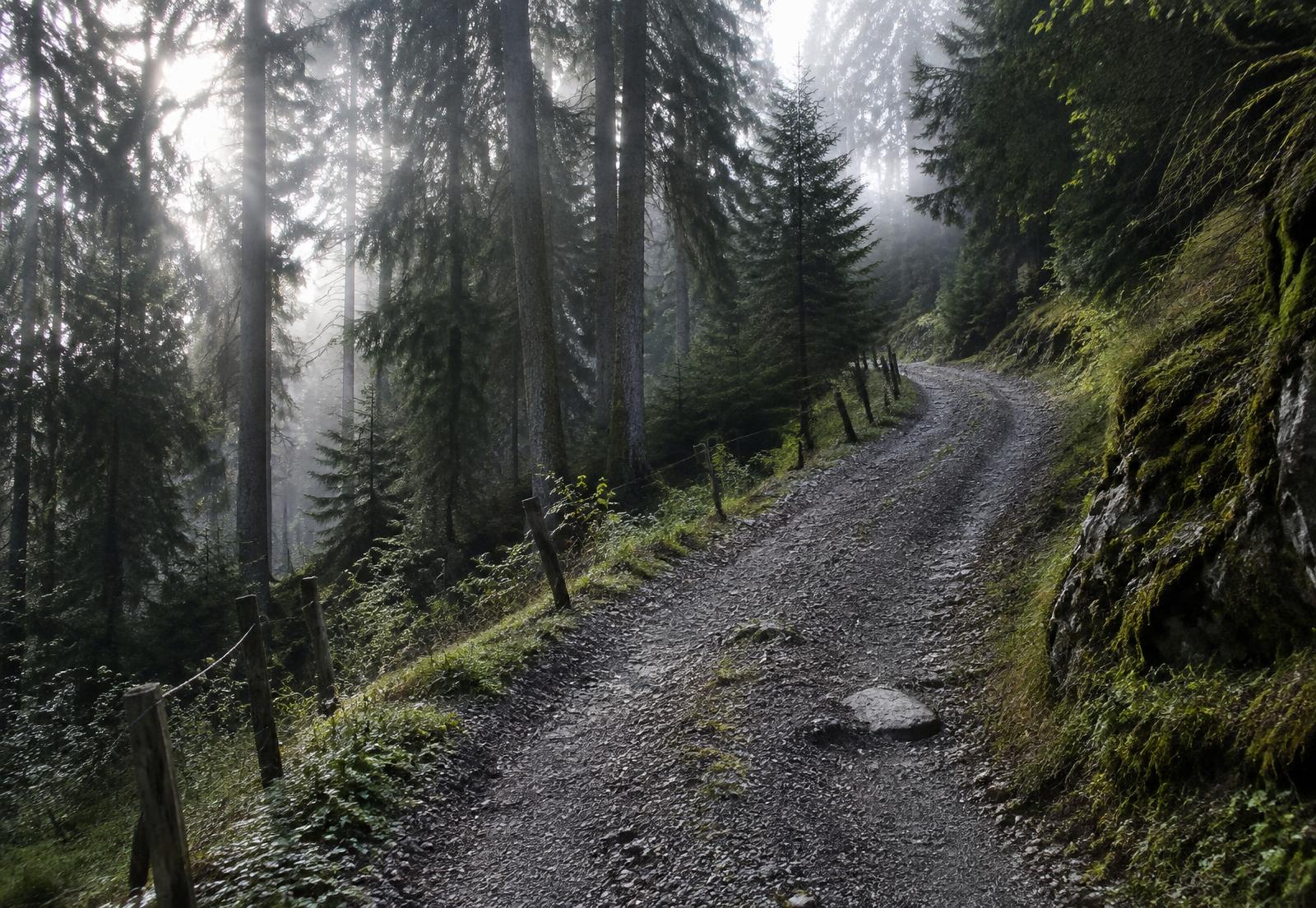 Schotterweg durch den Bergwald hinauf zur Möslalm